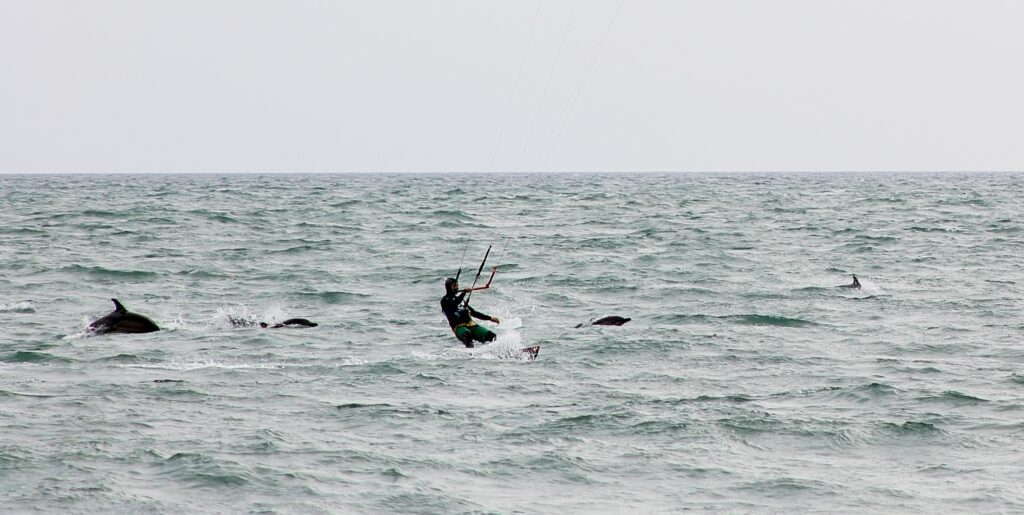 kitesurf delfini