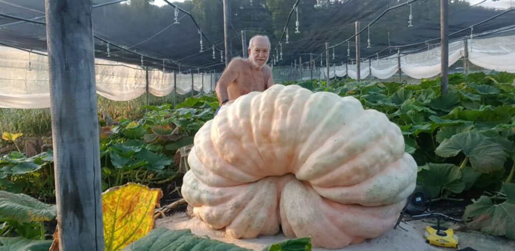 zucca gigante salvador mogas